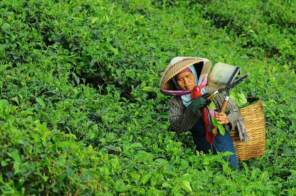 čaj lapacho - čajové plantáže foto